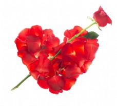 穿过心形花瓣的玫瑰花图片