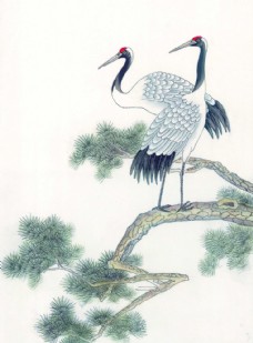 松树上的仙鹤图片