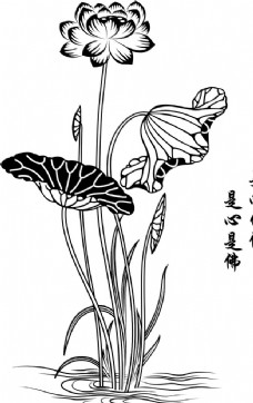 荷花荷叶