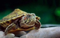 黄金龟龟