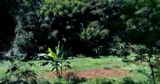 山川里的芭蕉树 延时摄影