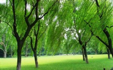 西湖垂柳与绿色草坪（高清图）