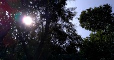 树叶遮挡太阳的树林 视频