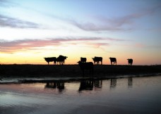 夕阳下的牧牛