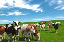 天空草原上觅食的牛群