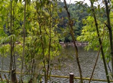湖边竹林