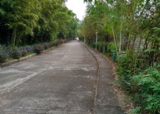 竹林绿道