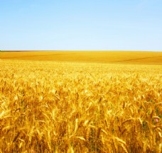 小麦金黄的麦田
