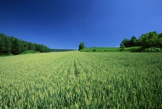 蓝天下的绿色小麦