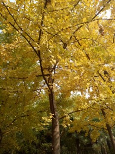 秋季银杏林