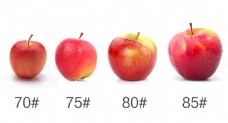 红富士苹果型号对比