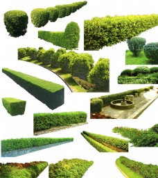 绿树绿化带素材