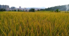 成熟的水稻 延时摄影