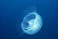 生物世界海洋生物海底世界