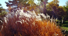 中午阳光下的芦苇丛