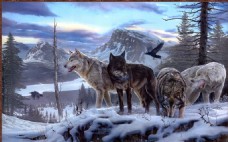 冬天雪原上的狼群