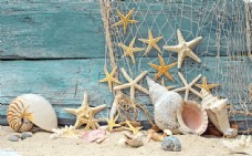 星星渔网上的海星图片