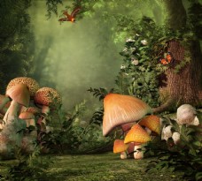 树木树林里的蘑菇图片