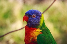 动物特写鸟非洲动物园色彩艳丽五彩缤纷肖像特写向上鹦鹉快乐