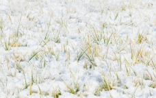 冰雪中的小草