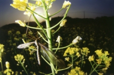 油菜花上的昆虫图片