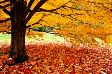 秋天落叶背景墙