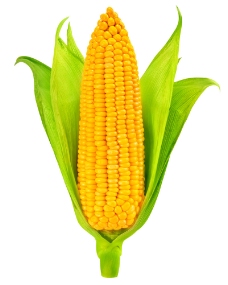 图片素材新鲜玉米图片