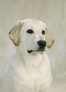 宠物医院白色宠物狗摄影图片