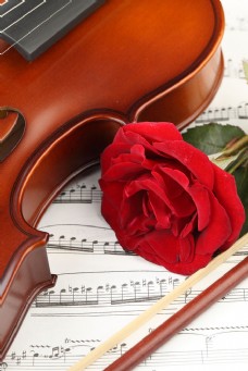 小提琴五线谱与玫瑰花图片