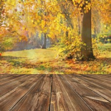 花纹背景秋天枫树林地板背景图片