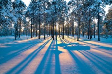 雪山冬天日出下的树木图片