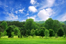 春天风景蓝天白云下的春天树林风景图片