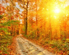 秋日树林里的小路图片