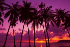 大自然一排美丽的椰子树图片