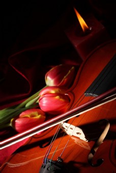 小提琴郁金香图片