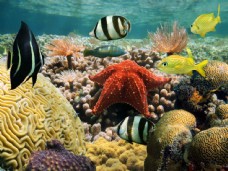 海底世界摄影素材图片