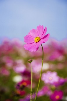 特色深粉色的雏菊花特写图片图片