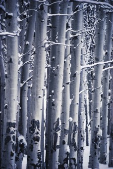 雪地上的梧桐树图片