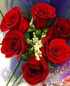 玫瑰花束自然爱情浪漫鲜花花束玫瑰情人节红色玫瑰