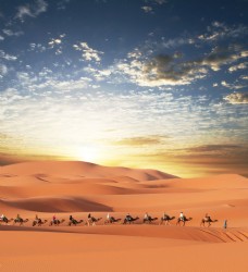 沙漠骆驼队伍图片