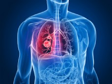人体器官人体肺器官图片