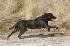 宠物狗奔跑的黑狗图片