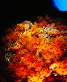 海底生物世界摄影图片图片