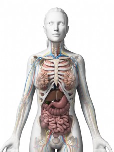 女性内脏器官图片