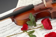 小提琴与红玫瑰花图片图片