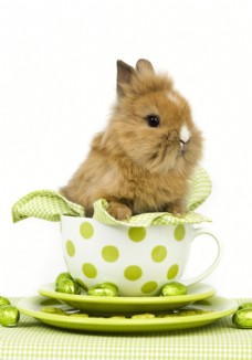 咖啡杯子里的兔子图片