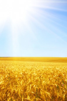 天空金色麦子风景图片