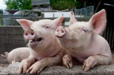 生猪养殖猪图片