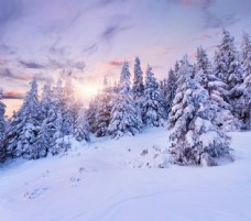 雪山冬天树木风景图片