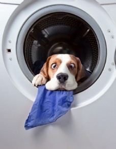 宠物狗洗衣机里的狗图片